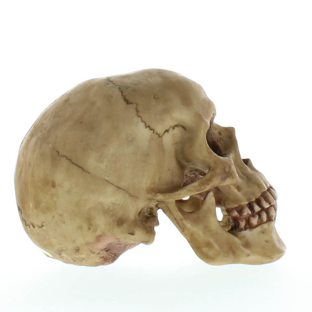 Grinning Skull
