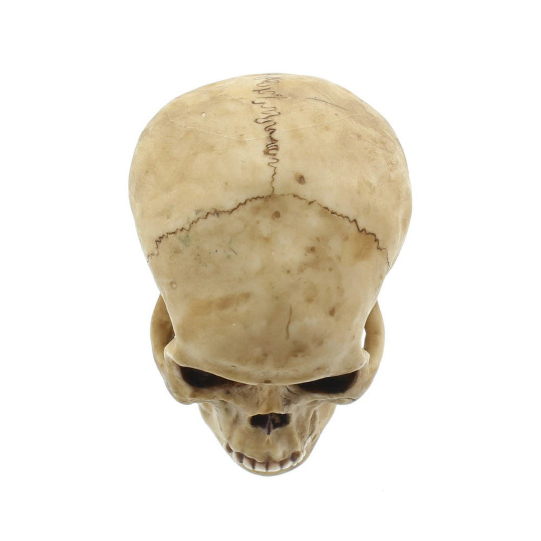 Grinning Skull