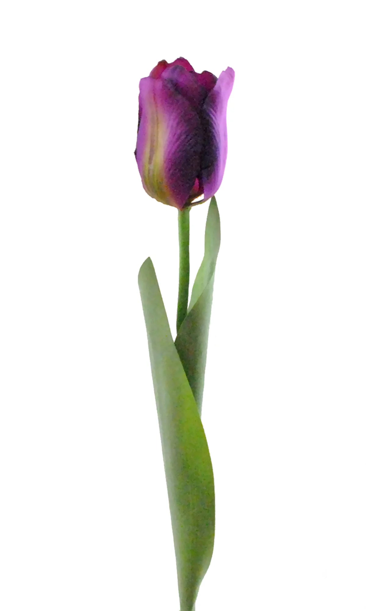 Flower Tulip Purple S/4 