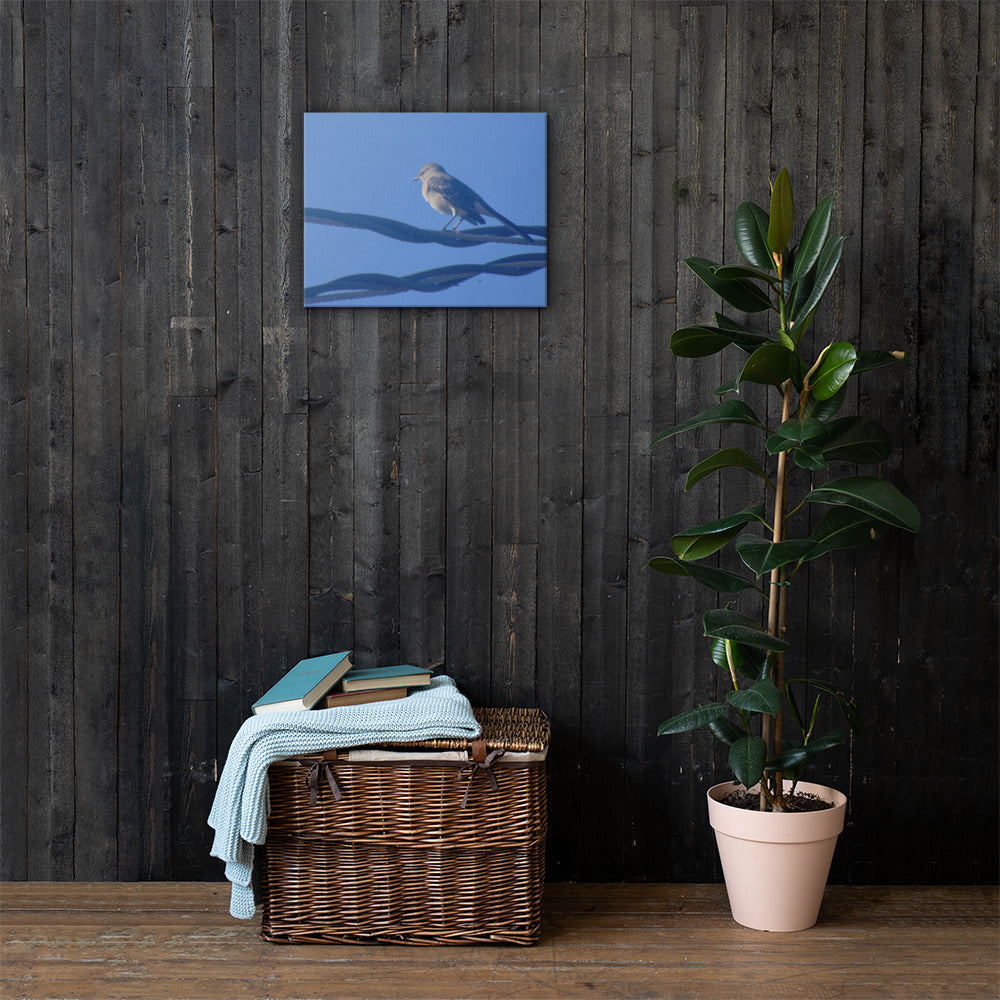 Bird Resting Canvas