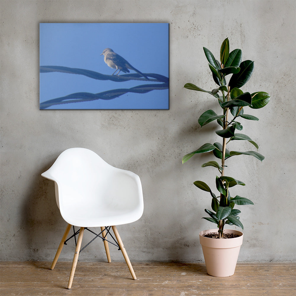 Bird Resting Canvas